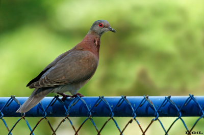 PALOMA COLORADA (Patagioenas cayennensis) - Ciudad de Panamà (Abril 2023)